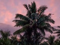 Palm tree silhouette against a sunset pink sky Royalty Free Stock Photo