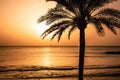 Palm tree silhouette against tropical sunset sky. Setting sun reflecting in colored ocean water Royalty Free Stock Photo