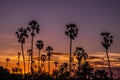 Palm tree silhouette background. California sunset landscape. Tropical forest and mountains. Sunset orange sky. Nature panorama Royalty Free Stock Photo