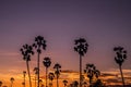 Palm tree silhouette background. California sunset landscape. Tropical forest and mountains. Sunset orange sky. Nature panorama Royalty Free Stock Photo