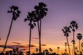 Palm tree silhouette background. California sunset landscape. Tropical forest and mountains. Sunset orange sky. Nature panorama Royalty Free Stock Photo