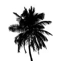 Palm tree silhouette black white graphics Royalty Free Stock Photo