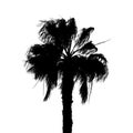 Palm tree silhouette black white graphics Royalty Free Stock Photo
