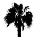 Palm tree silhouette black white realistic vector Royalty Free Stock Photo