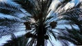 Palm tree silhouette against the blue sky, bottom view