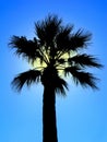 Palm tree silhouette