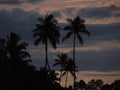 Palm tree silhouette Royalty Free Stock Photo