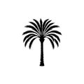 palm tree silhoute in tropical island Royalty Free Stock Photo