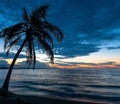 Palm Tree Silhouette, Manzanillo Beach, Costa Rica Royalty Free Stock Photo