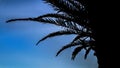 Palm Tree Silhouette Over Blue Sky Royalty Free Stock Photo