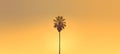 Palm tree silhouette over gradient golden hour sky background Royalty Free Stock Photo