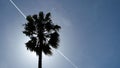 Palm tree silhouette on sky background