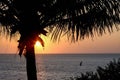 Palm tree silhouette at sunrise or sunset with sun peeping through.