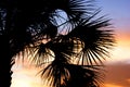 Palm tree silhouette with sunset Royalty Free Stock Photo