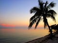 palm tree silhouette sunset Royalty Free Stock Photo