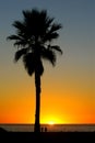 Palm Tree Silhouette Sunset Royalty Free Stock Photo