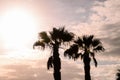 Palm Tree Silhouette Royalty Free Stock Photo