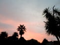 Palm tree silhouette at sunset Royalty Free Stock Photo