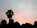 Palm tree silhouette at sunset Royalty Free Stock Photo