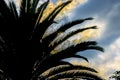 Palm Tree Silhouette Sunset Scene Royalty Free Stock Photo