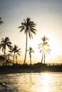 Palm tree silhouette with sunset in Tropical Queensland