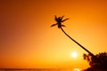 Palm tree silhouette at tropical ocean beach at sunset Royalty Free Stock Photo