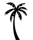 Palm tree silhouette vector.Palm tree dillustration