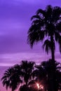 A palm tree is silhouetted against a purple sky