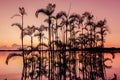 Palm Tree Silhouetted in the orange sunset, Amazonian Jungle Royalty Free Stock Photo