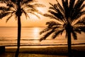 Palm tree silhouettes against tropical sunset sky. Setting sun reflecting in colored ocean water Royalty Free Stock Photo