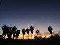Palm tree twilight 2293 Royalty Free Stock Photo