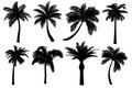 Palm tree silhouettes set isolated on white background.  Black tropical icons collection of coconut tree. Different shapes of Royalty Free Stock Photo
