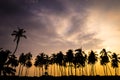 Palm Tree Silhouettes at Sunset in Hawaii Royalty Free Stock Photo