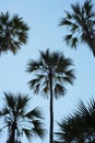 Palm Tree Silhouettes Royalty Free Stock Photo