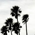 Palm Tree siloette in California Royalty Free Stock Photo