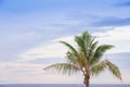 Palm tree or single coconut tree on beautiful blue sky background and Royalty Free Stock Photo