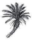 Palm tree sketch silhouette. Vector black lined illustration. Royalty Free Stock Photo