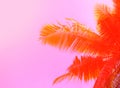 Palm tree on sky background. Palm leaf ornament. Pink and orange toned photo.