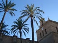 Palm tree, sky and bell tower