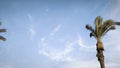 Palm tree sky blue light cloud nature relaxing nice background beach white season wheather Royalty Free Stock Photo