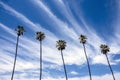 Skyscape with Five Tall Palm Trees Royalty Free Stock Photo