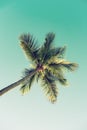 Palm tree and sky Royalty Free Stock Photo