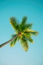 Palm tree and sky Royalty Free Stock Photo