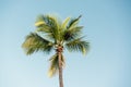 Palm tree and sky Royalty Free Stock Photo