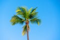 Palm tree and sky Royalty Free Stock Photo