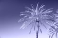 Palm tree sky violet very peri summer holidays background