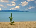 Palm tree sprout on sand Thai sea beach Royalty Free Stock Photo