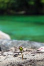 Palm tree sprout shoots up