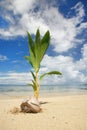 Palm tree sprout on a tropical beach, Nananu-i-Ra island, Fiji Royalty Free Stock Photo