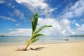 Palm tree sprout on a tropical beach, Nananu-i-Ra island, Fiji Royalty Free Stock Photo